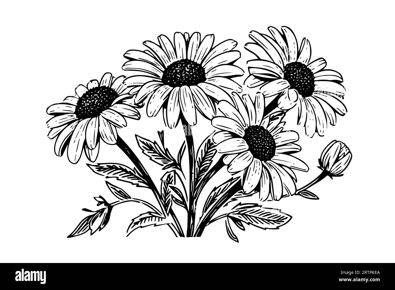 Croquis à l'encre de camomille dessiné à la main. Illustration vectorielle de gravure de bouquet de Marguerite. Illustration de Vecteur