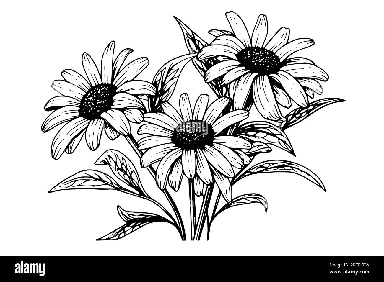 Croquis à l'encre de camomille dessiné à la main. Illustration vectorielle de gravure de bouquet de Marguerite. Illustration de Vecteur