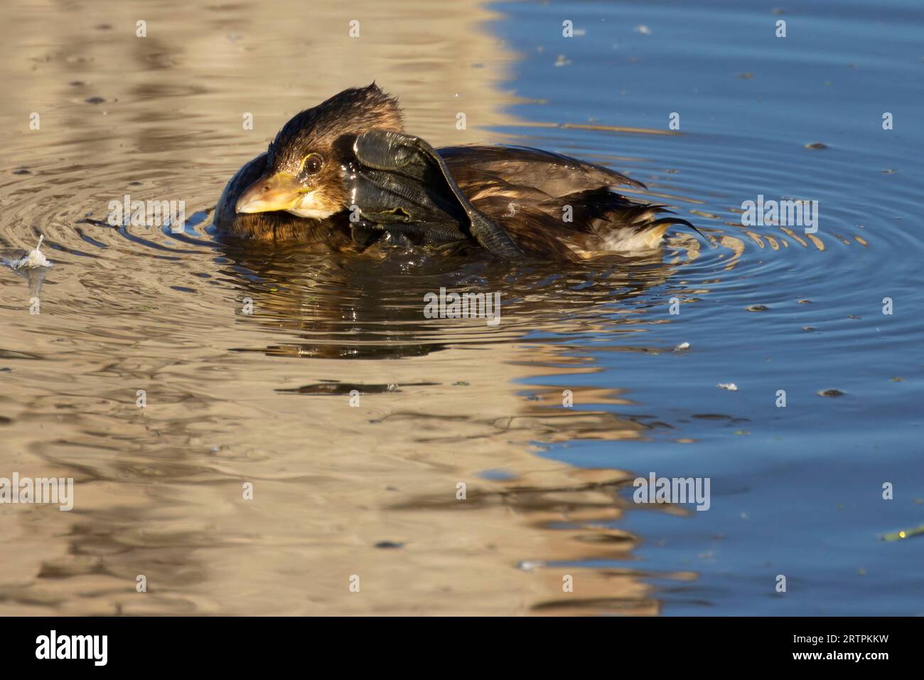 Grebe à bec-de-pied (Podilymbus podiceps), Tualatin River National Wildlife refuge, Oregon Banque D'Images