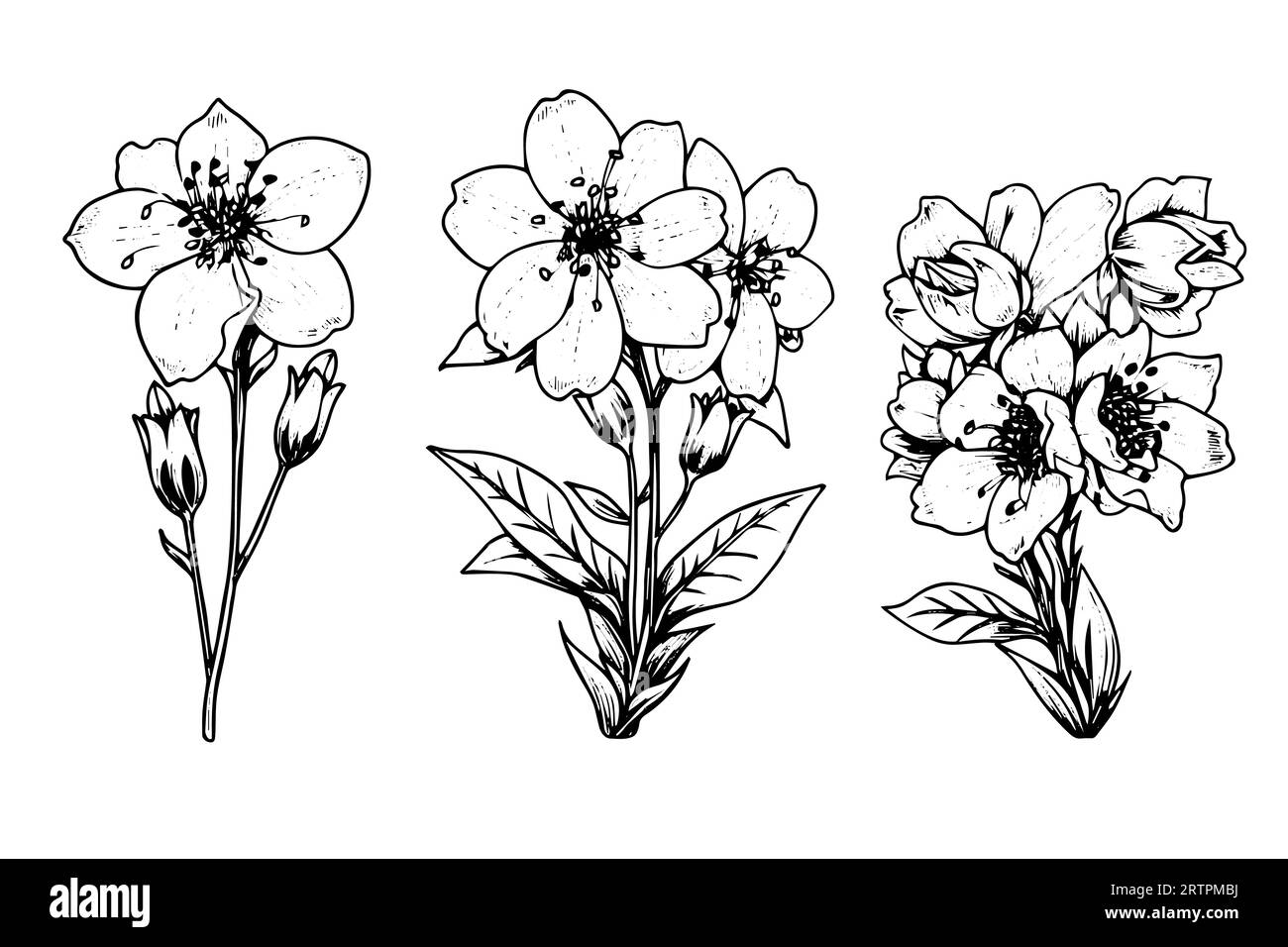 Elément isolé d'illustration vectorielle de cosmea. Art d'encre de style gravure noir et blanc Illustration de Vecteur
