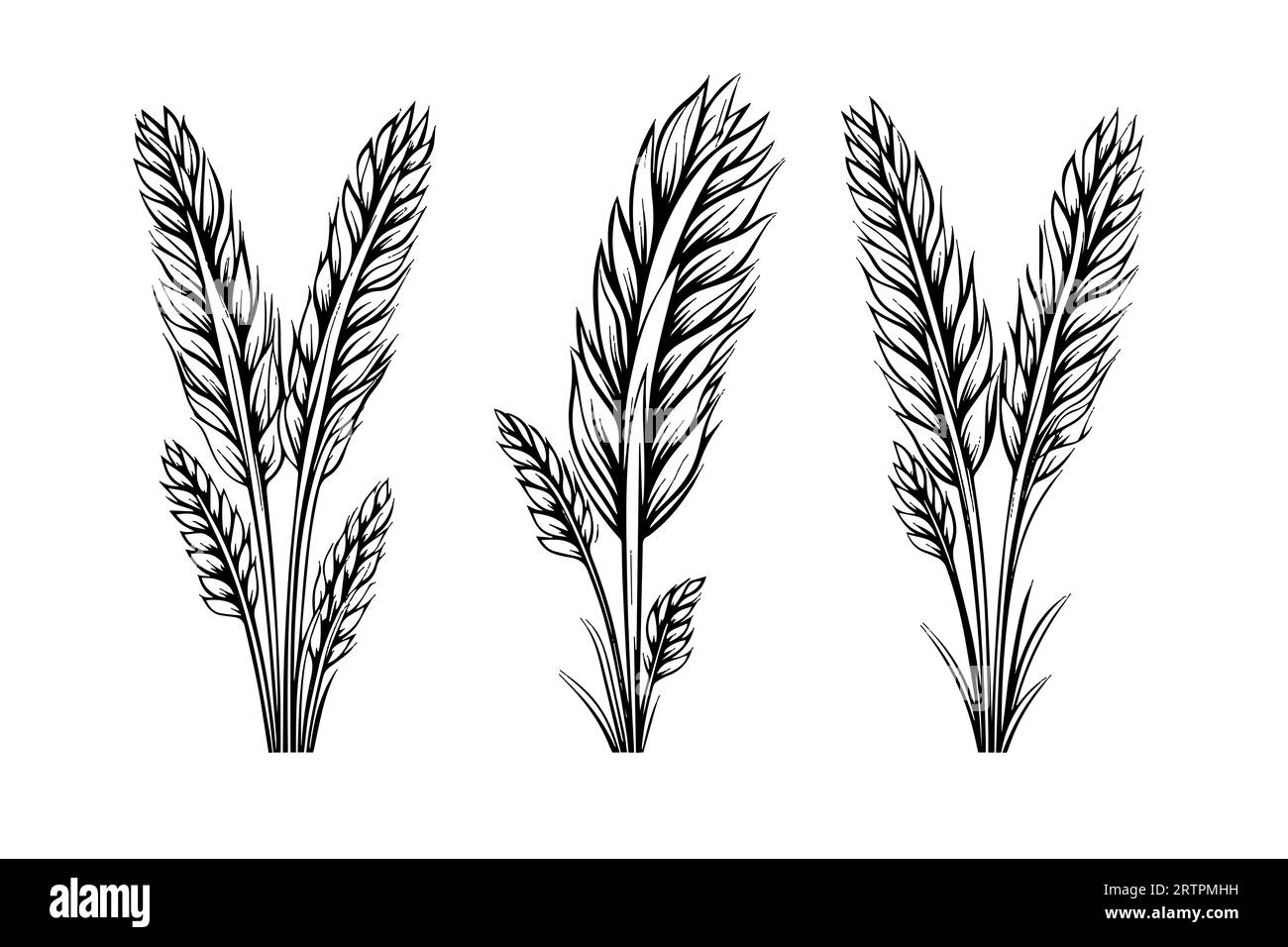 Ensemble d'épis de pain de blé croquis de récolte de céréales illustration vectorielle de style de gravure. Illustration de Vecteur