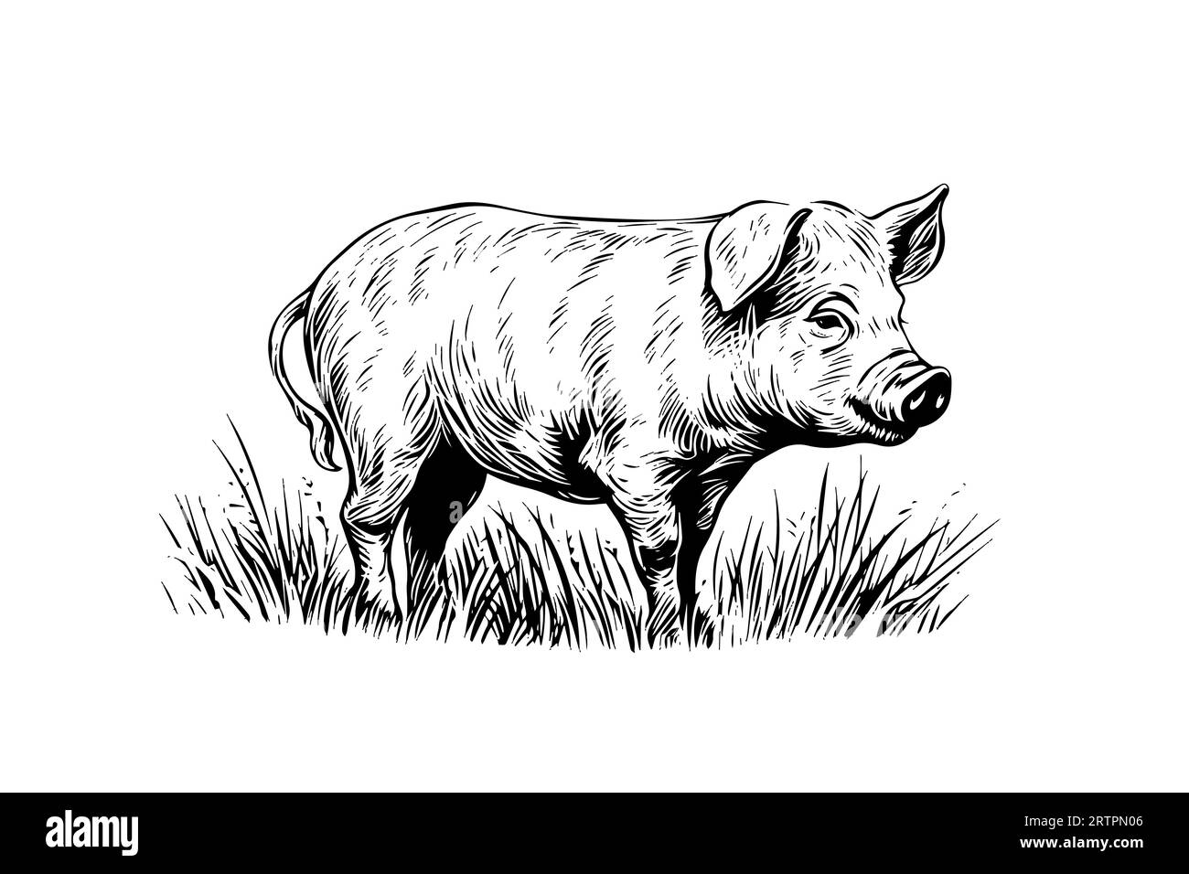 Image vectorielle gravée dessinée à la main de paysage de village avec des cochons mangent de l'herbe dans le pâturage. Illustration de Vecteur