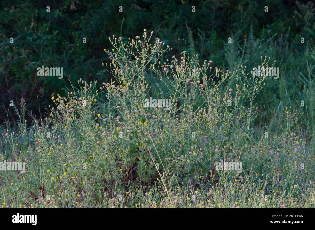 Camphorweed, Heterotheca subaxillaris Banque D'Images