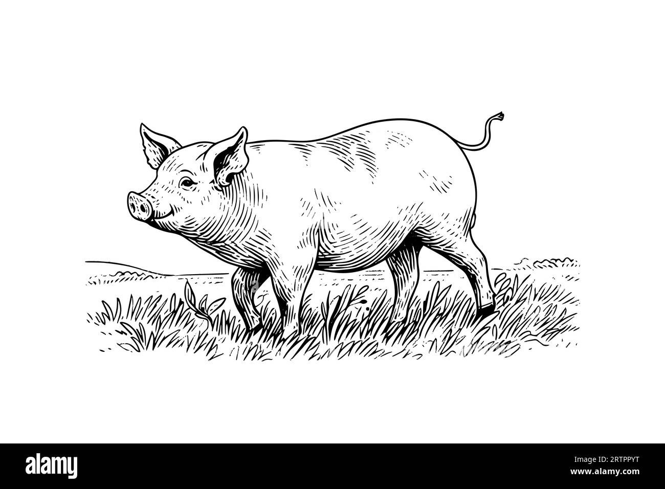 Image vectorielle gravée dessinée à la main de paysage de village avec des cochons mangent de l'herbe dans le pâturage. Illustration de Vecteur