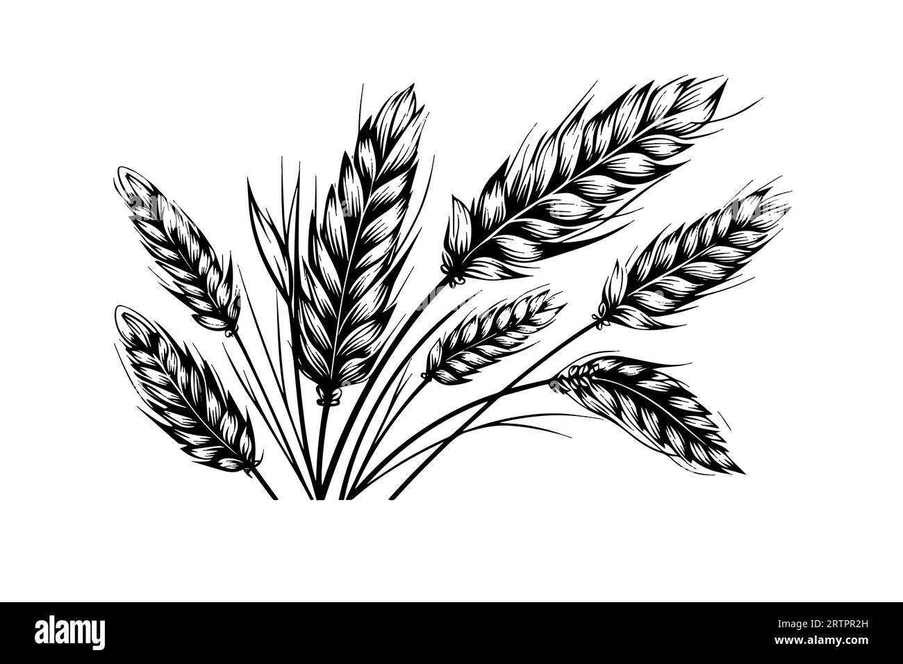 Épis de pain de blé croquis de récolte de céréales gravure style illustration vectorielle. Illustration de Vecteur