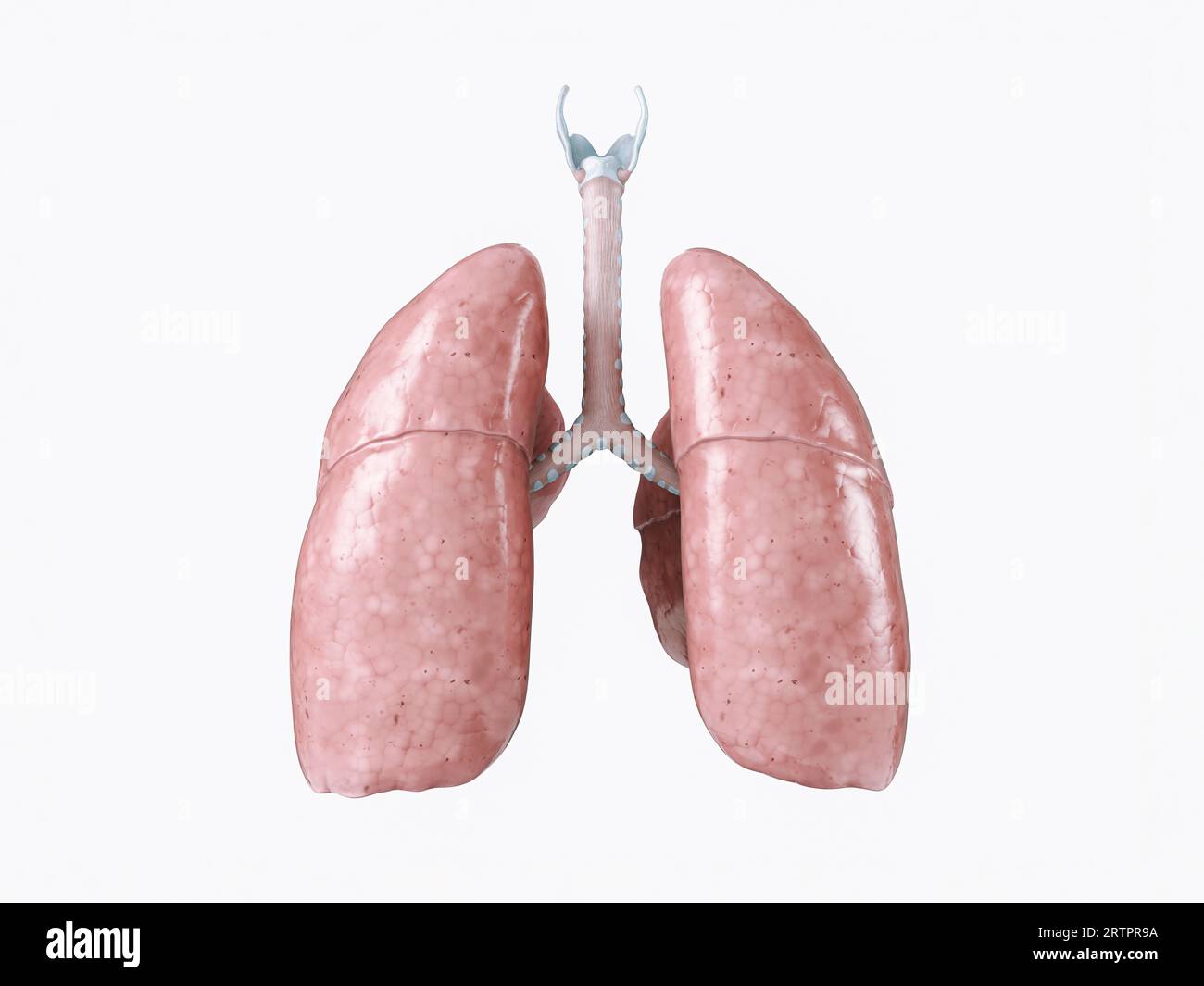 Illustration réaliste 3d de l'organe humain interne - poumons isolés sur fond blanc. Vue arrière des poumons humains Banque D'Images