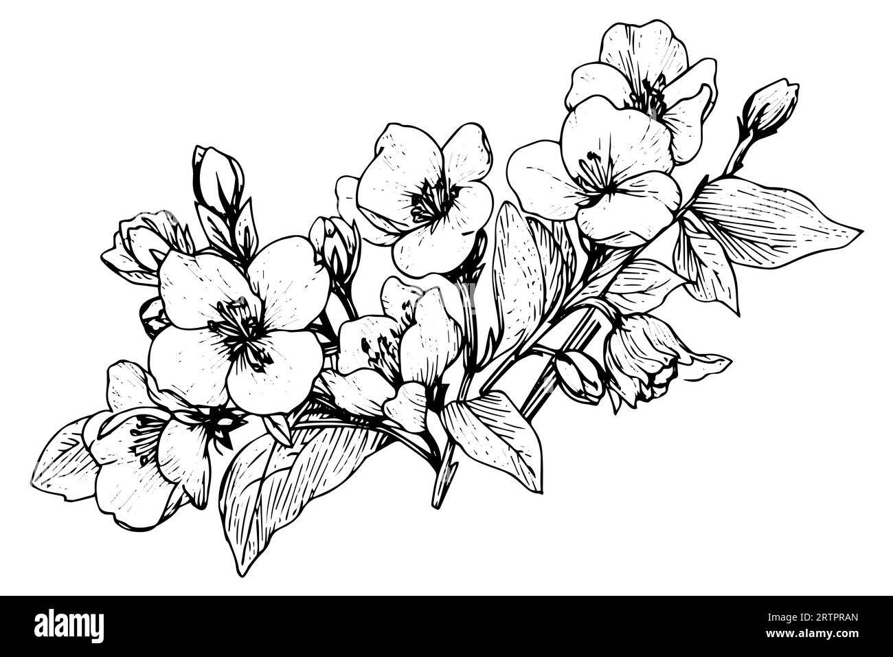 Elément isolé d'illustration vectorielle de cosmea. Art d'encre de style gravure noir et blanc Illustration de Vecteur
