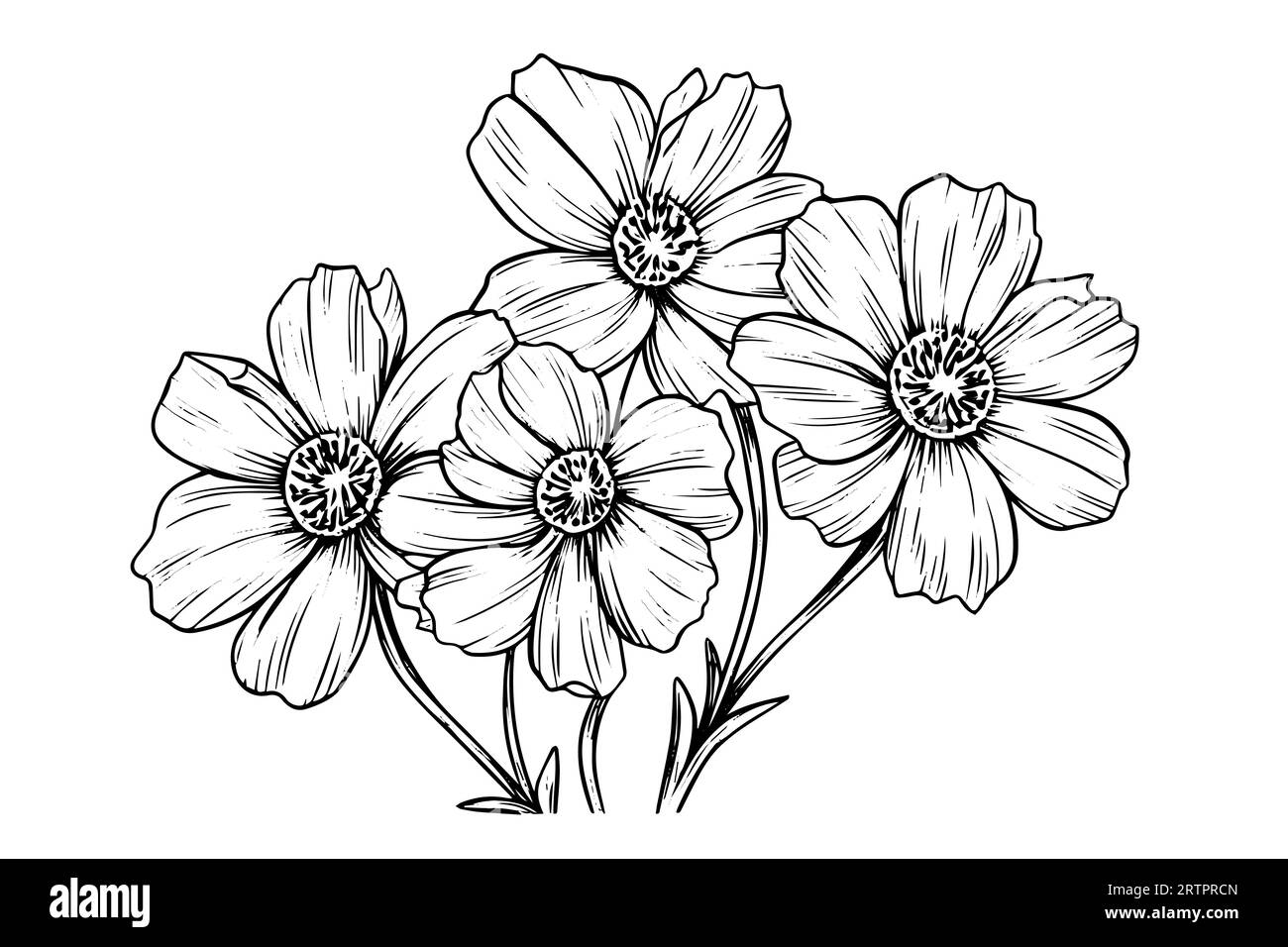 Elément isolé d'illustration vectorielle de cosmea. Art d'encre de style gravure noir et blanc Illustration de Vecteur