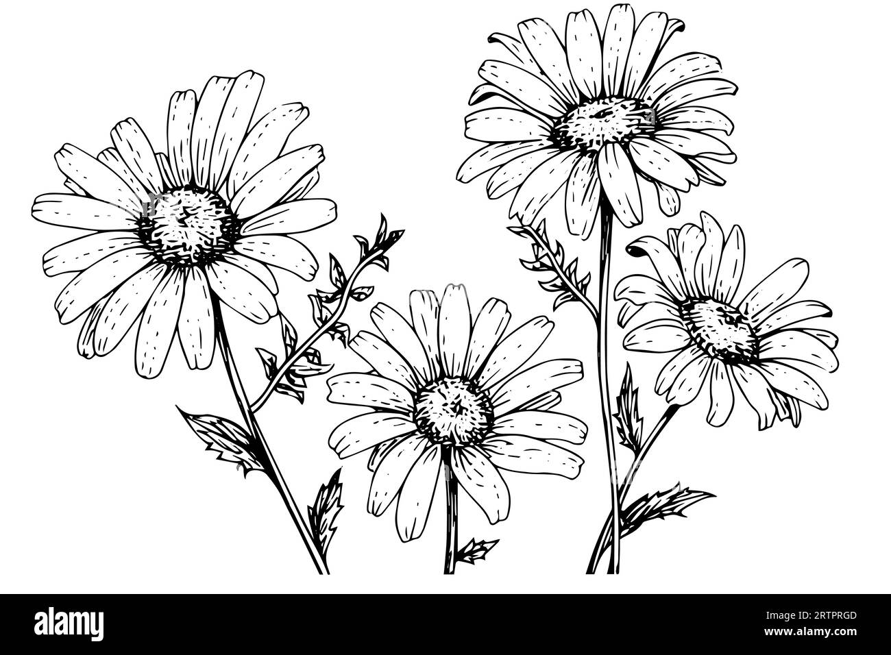 Croquis à l'encre de camomille dessiné à la main. Illustration vectorielle de gravure de bouquet de Marguerite. Illustration de Vecteur