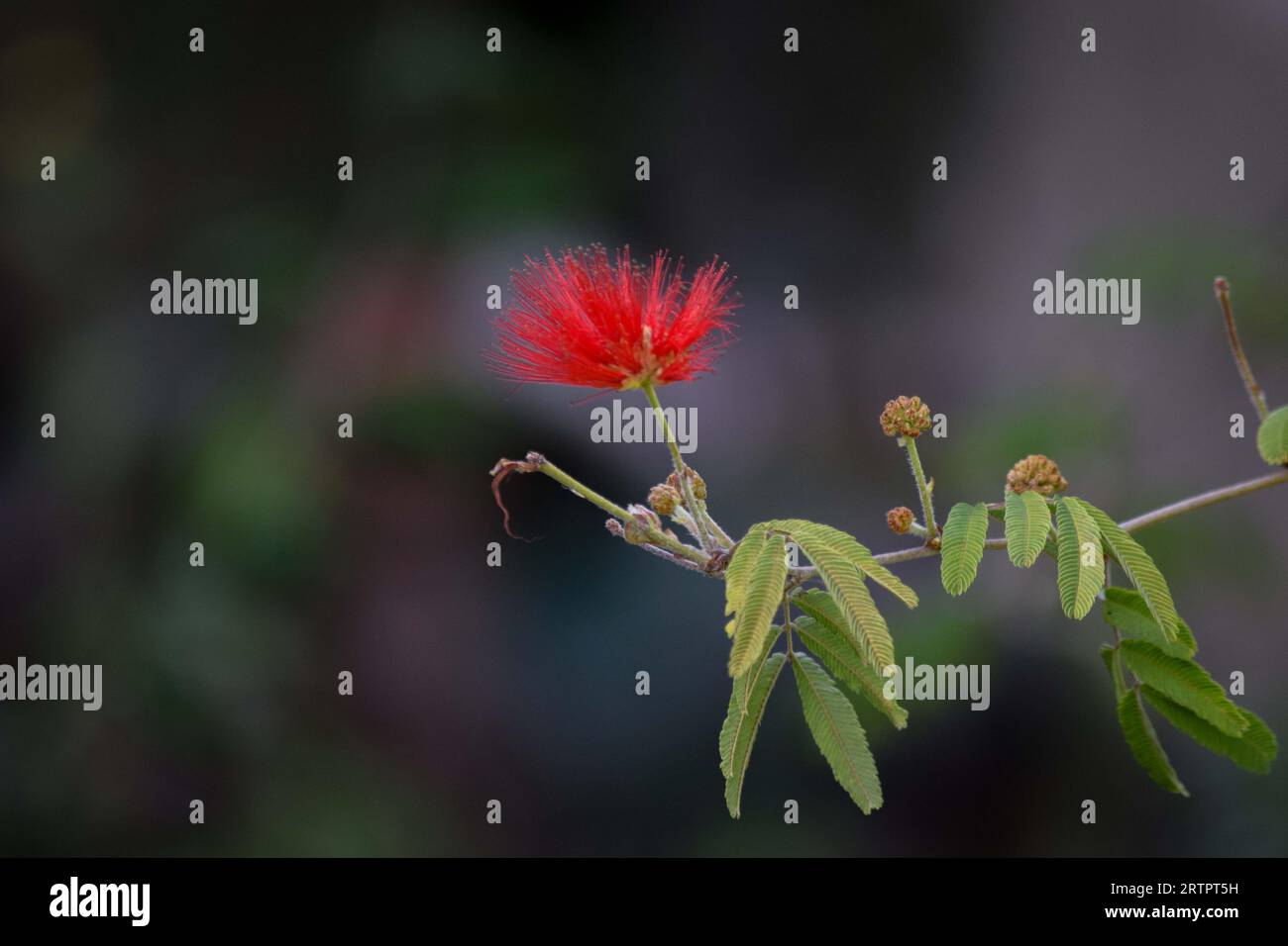 Fleurs rouges de la plante Calliandra tweediei ou plumerillo rouge Banque D'Images