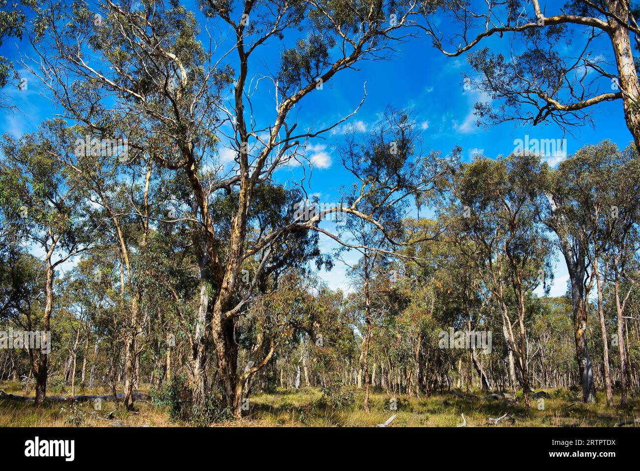 Forêt ouverte d'eucalyptus wandoo (gomme blanche), une communauté écologique en danger critique d'extinction, dans le comté de Cranbrook, dans la ceinture de blé de l'Australie occidentale Banque D'Images