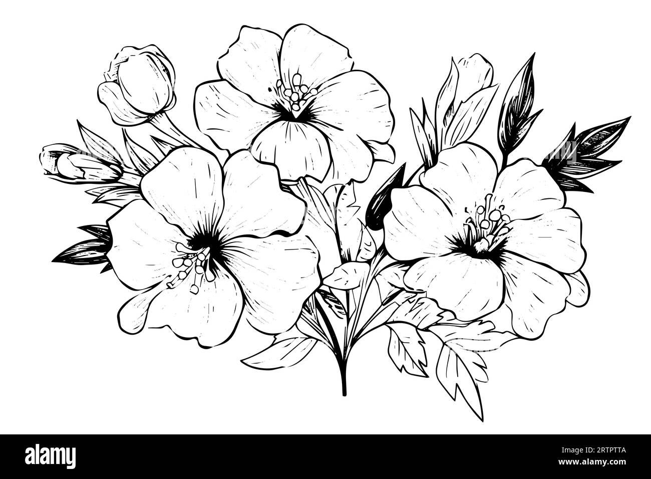 Elément isolé d'illustration vectorielle de cosmea. Art d'encre de style gravure noir et blanc Illustration de Vecteur