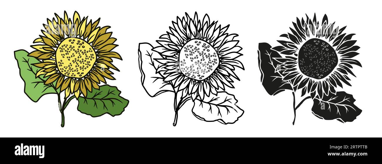 Ensemble d'illustrations dessinées à la main tournesol pour la conception. Vecteurs doodle éléments floraux Illustration de Vecteur