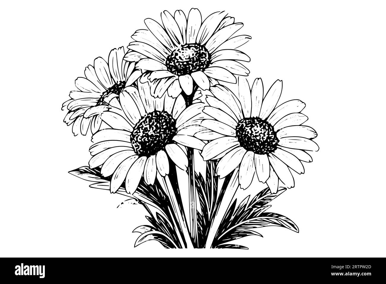 Croquis à l'encre de camomille dessiné à la main. Illustration vectorielle de gravure de bouquet de Marguerite. Illustration de Vecteur