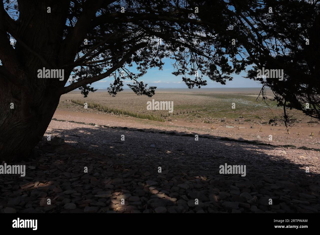 Umbra unui copac bătrân pe Dunster Beach, Parcul Național Exmoor Banque D'Images