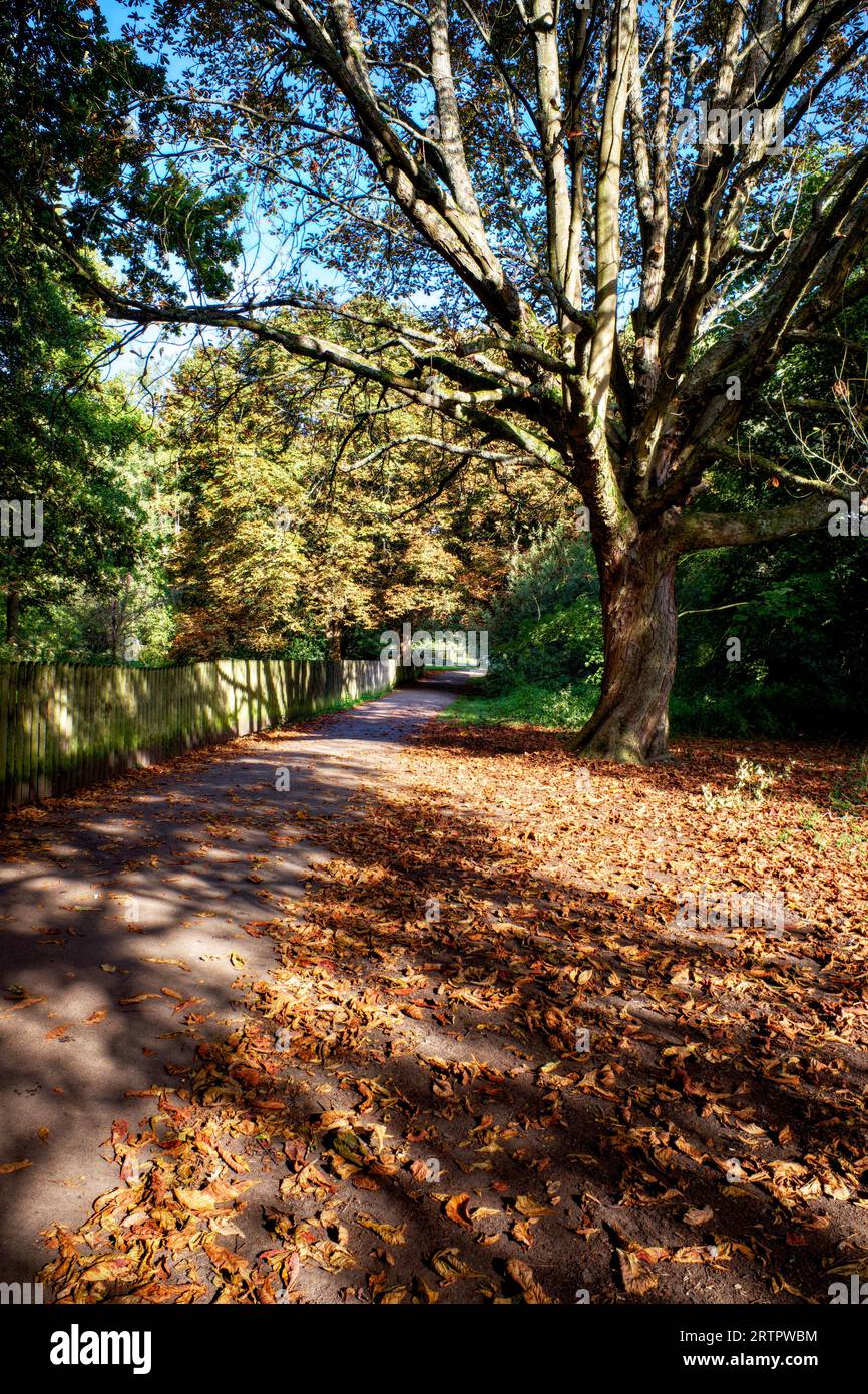 Parc Cassiobury à l'automne, Watford, Hertfordshire, Angleterre, Royaume-Uni Banque D'Images