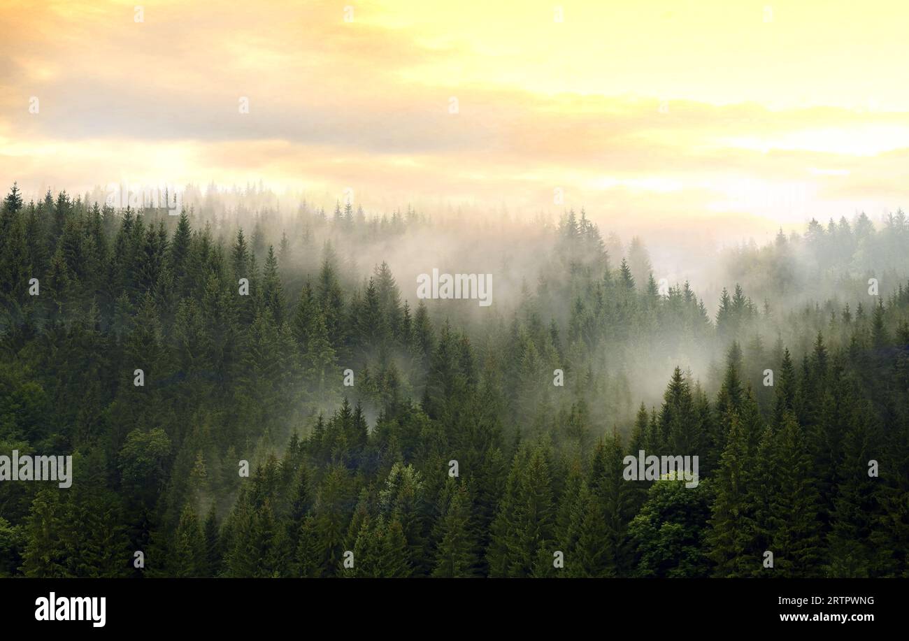 Montagnes couvertes de forêt de conifères dans le brouillard contre un ciel nuageux. Concept de nature sauvage. Banque D'Images