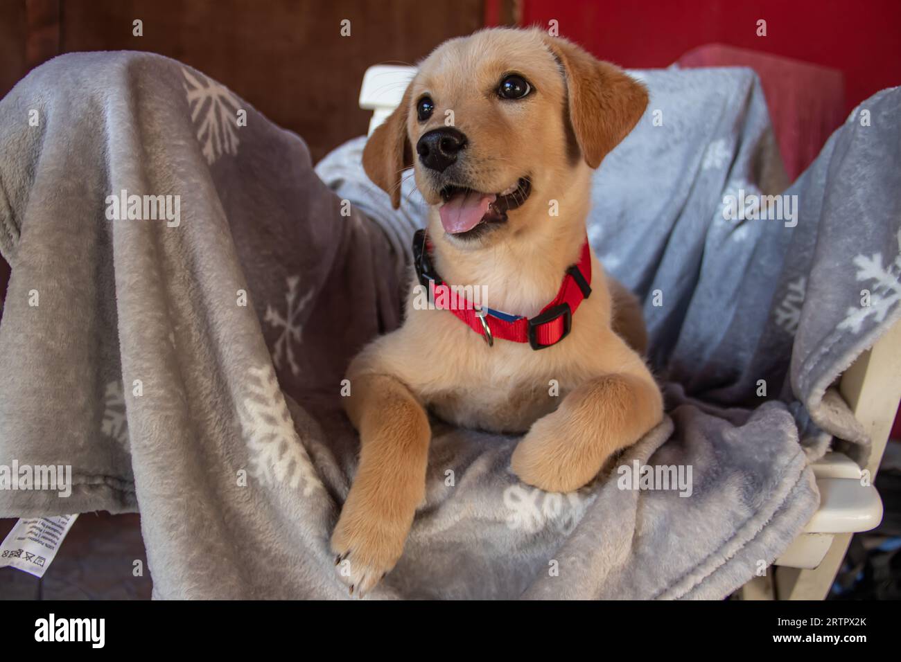 Petit chiot jaune mignon à l'abri pour les chiens sans abri abondants, dans l'attente d'être adopté par les humains Banque D'Images