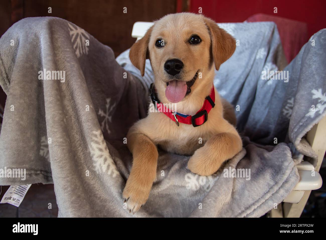 Petit chiot jaune mignon à l'abri pour les chiens sans abri abondants, dans l'attente d'être adopté par les humains Banque D'Images