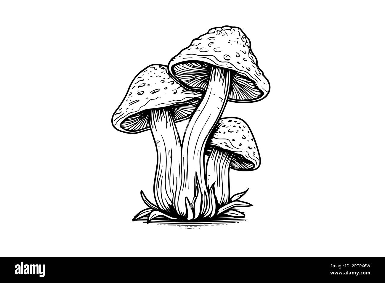 Groupe de champignons agariques à la mouche ou amanita poussant dans le style de gravure d'herbe. Illustration vectorielle. Illustration de Vecteur