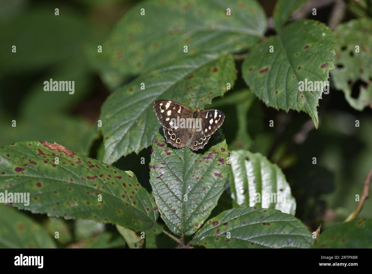 Image rapprochée d'un papillon de bois moucheté (Pararge aegeria) face vers le haut sur une feuille de hêtre ensoleillée, Wings Open, prise au pays de Galles en septembre Banque D'Images