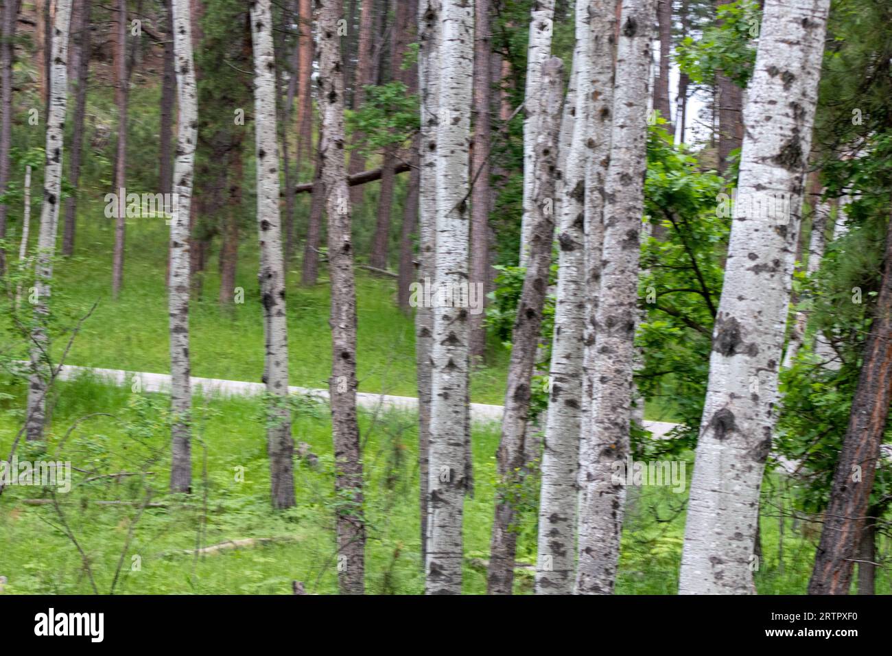 Jusqu'à un groupe de Aspen arbres en été. Photo de haute qualité Banque D'Images