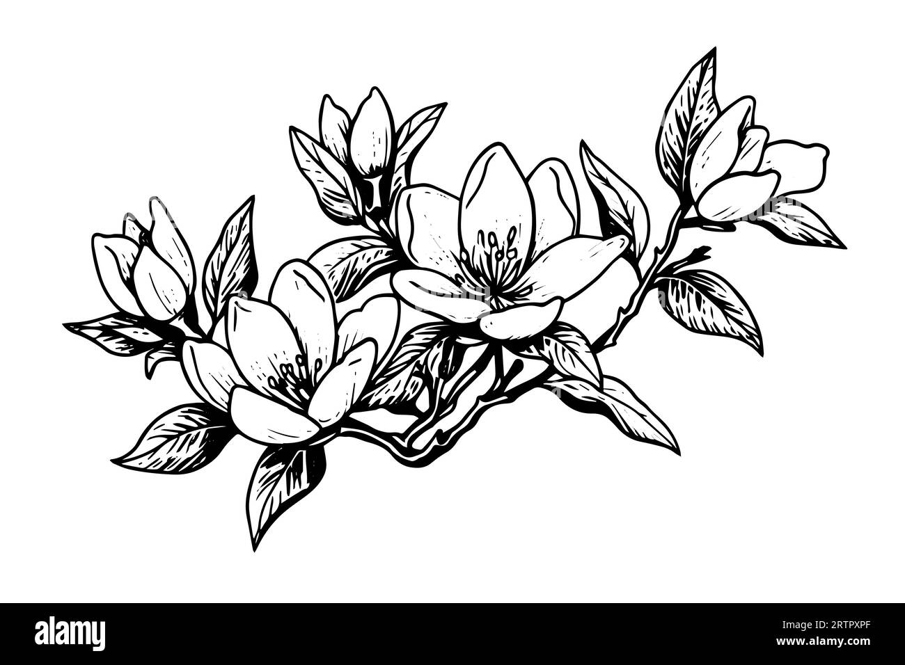 Croquis à l'encre de fleur de magnolia dessiné à la main. Illustration vectorielle de style de gravure. Illustration de Vecteur