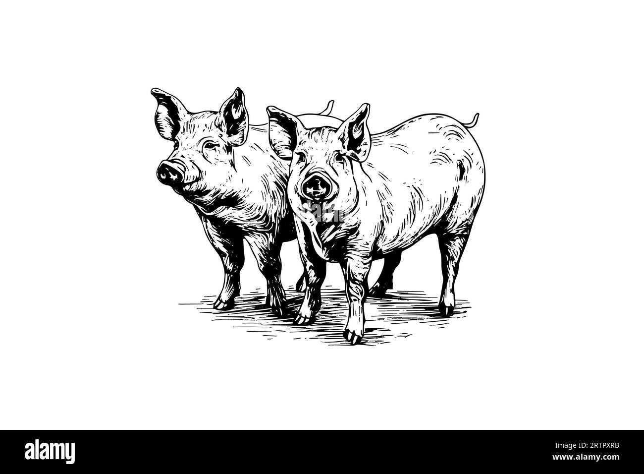 Illustration vectorielle de cochon dans le style de gravure, croquis de dessin à la main. Illustration de Vecteur