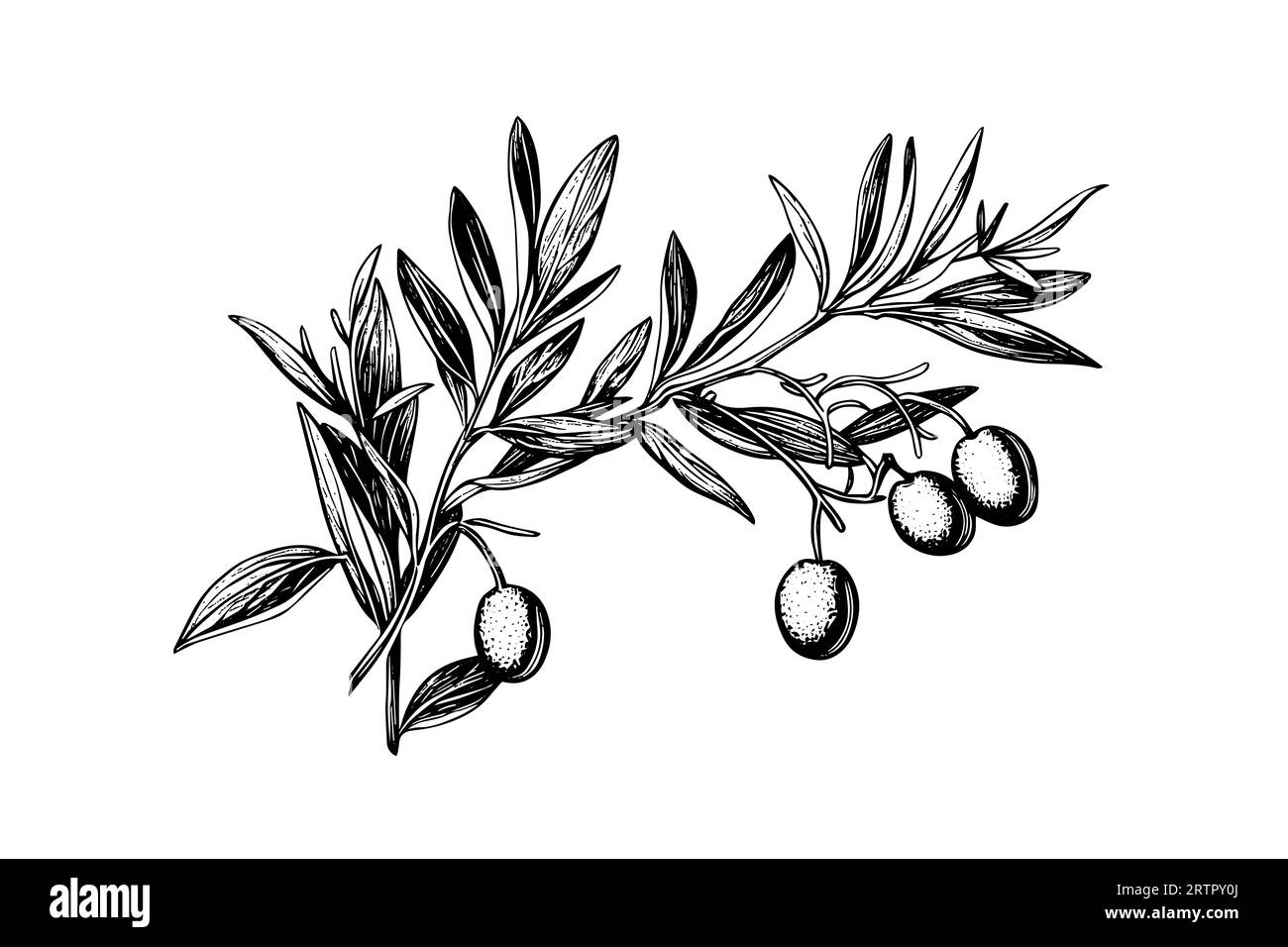 Brunch olive en élément de style gravure pour affiche, collage, bannière. Illustration vectorielle. Illustration de Vecteur