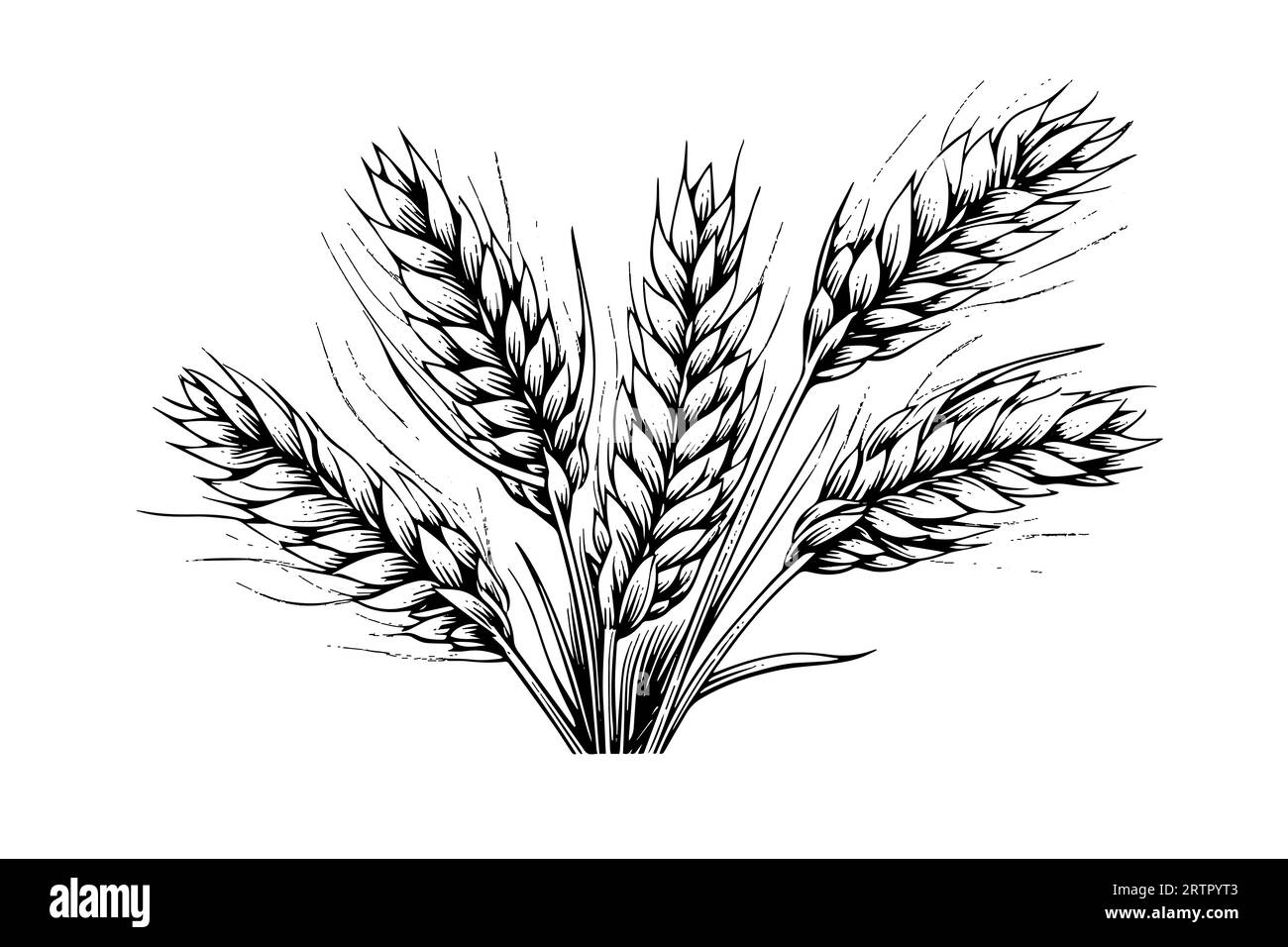 Épis de pain de blé croquis de récolte de céréales gravure style illustration vectorielle. Illustration de Vecteur