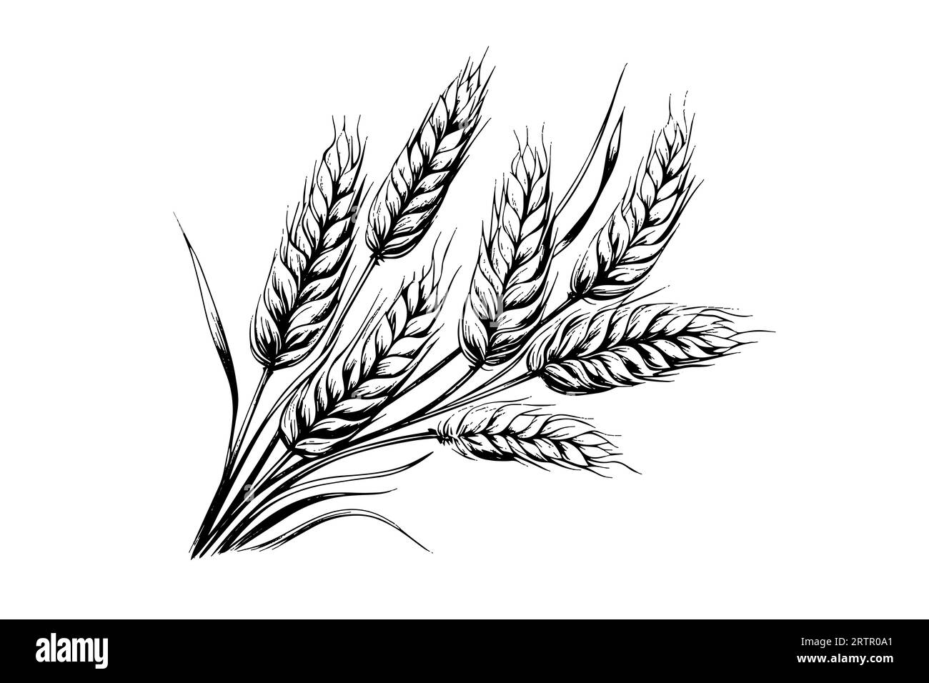 Épis de pain de blé croquis de récolte de céréales gravure style illustration vectorielle. Illustration de Vecteur