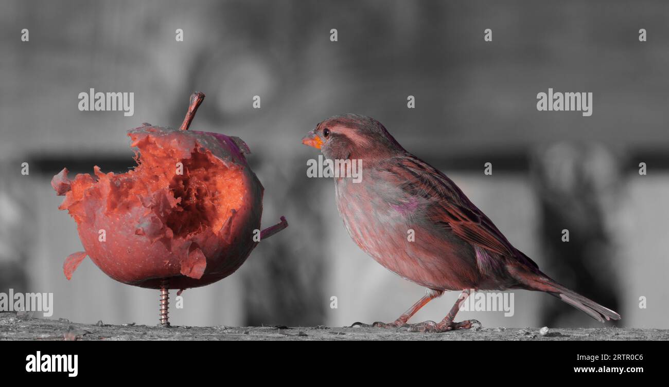 Moineau maison mangeant des pommes dans des couleurs surréalistes Banque D'Images