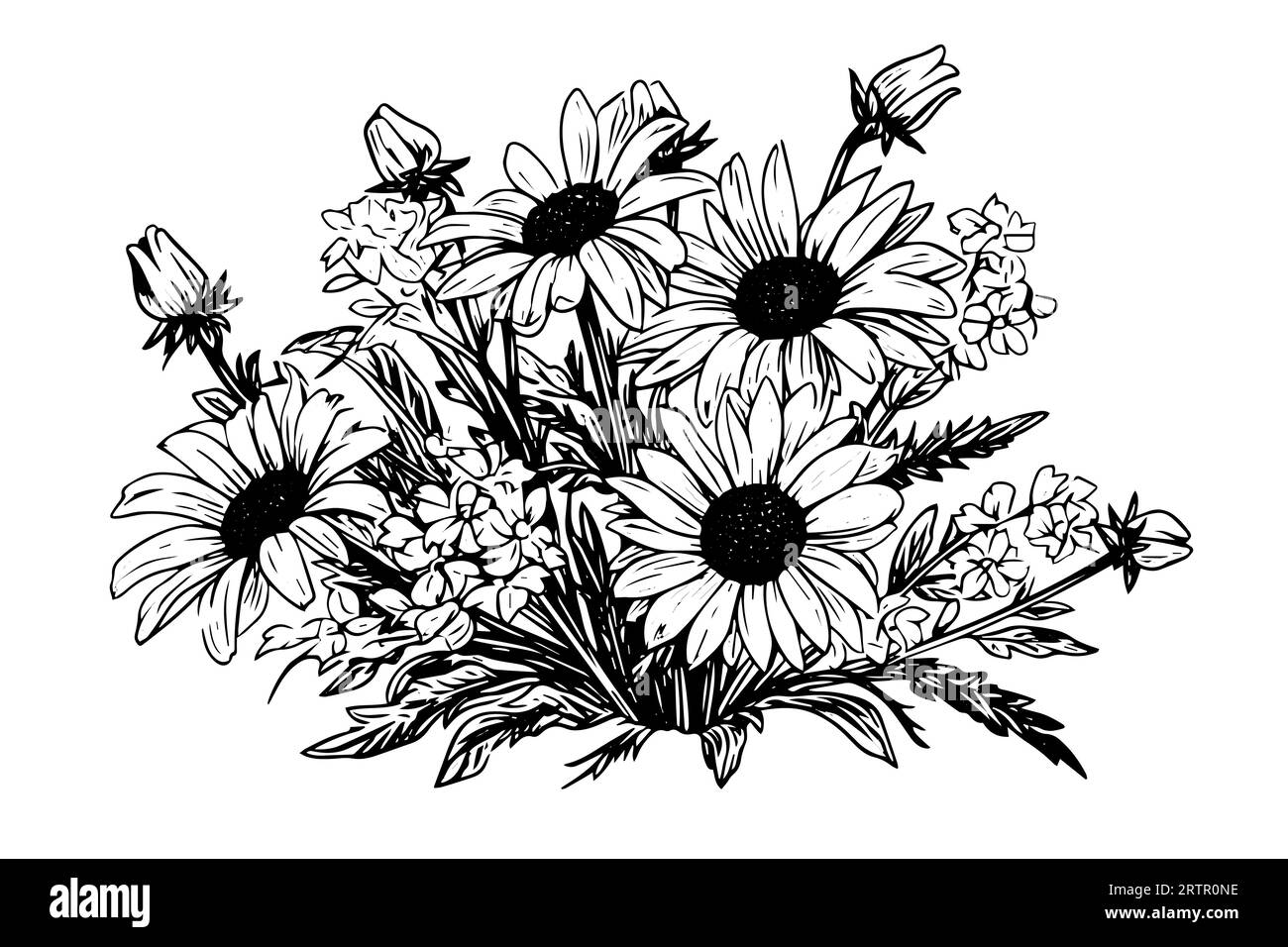 Croquis à l'encre de camomille dessiné à la main. Illustration vectorielle de gravure de bouquet de Marguerite. Illustration de Vecteur
