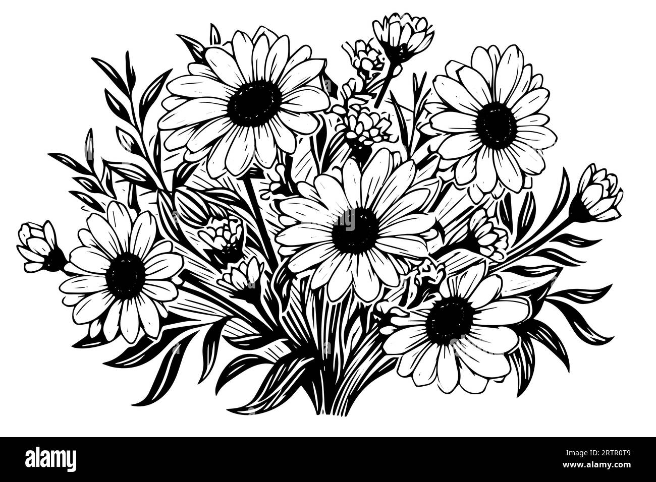Croquis à l'encre de camomille dessiné à la main. Illustration vectorielle de gravure de bouquet de Marguerite. Illustration de Vecteur