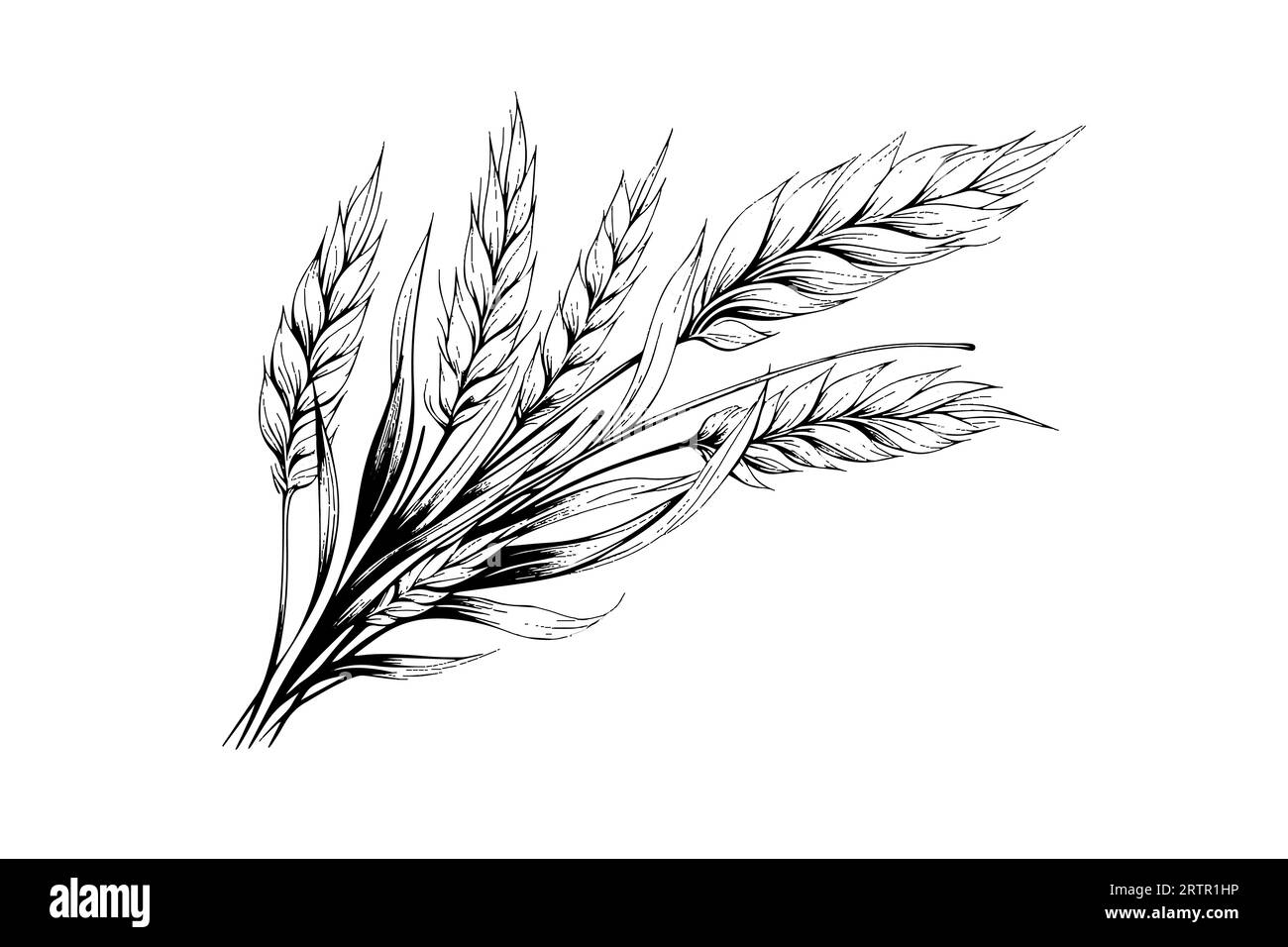 Épis de pain de blé croquis de récolte de céréales gravure style illustration vectorielle. Illustration de Vecteur