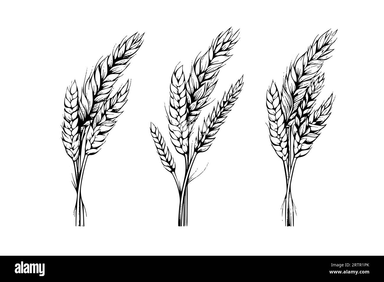 Ensemble d'épis de pain de blé croquis de récolte de céréales illustration vectorielle de style de gravure. Illustration de Vecteur