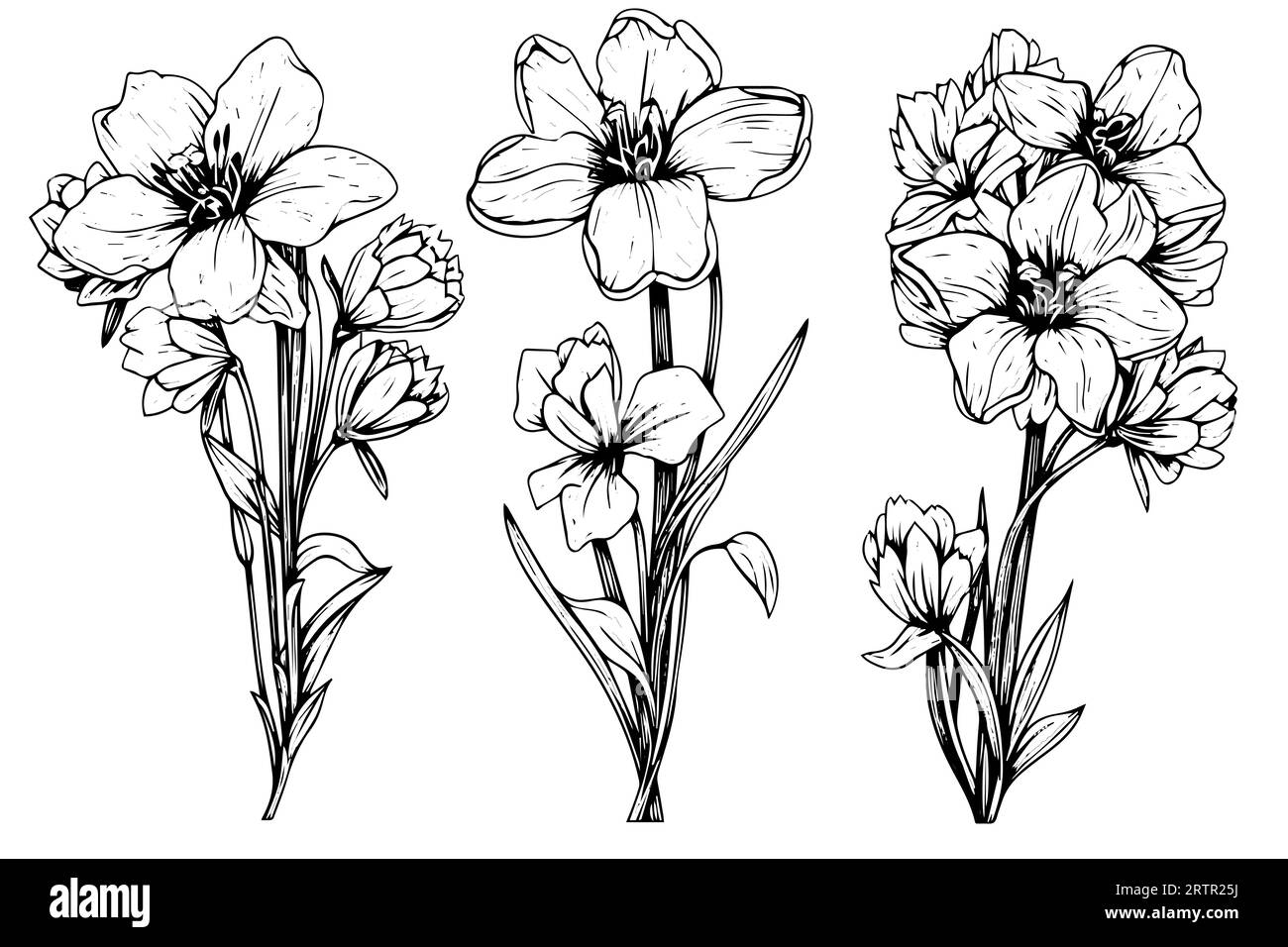Elément isolé d'illustration vectorielle de cosmea. Art d'encre de style gravure noir et blanc Illustration de Vecteur