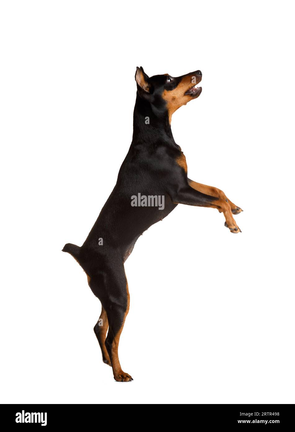 Un pinscher miniature de race pure amical avec des oreilles et une queue coupées se tient sur ses pattes arrière sur un fond blanc. mini doberman, zwergpinscher Banque D'Images