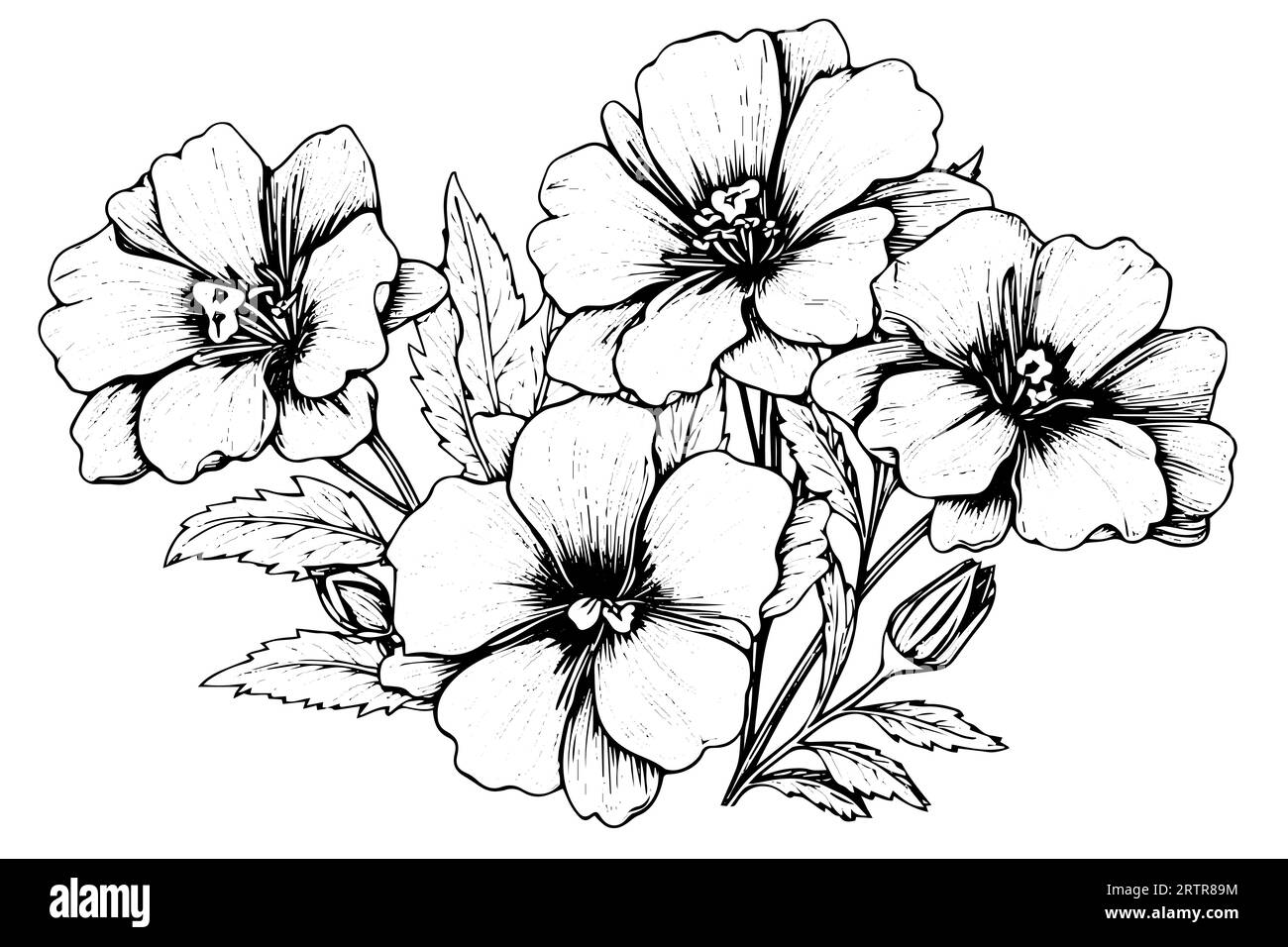 Elément isolé d'illustration vectorielle de cosmea. Art d'encre de style gravure noir et blanc Illustration de Vecteur