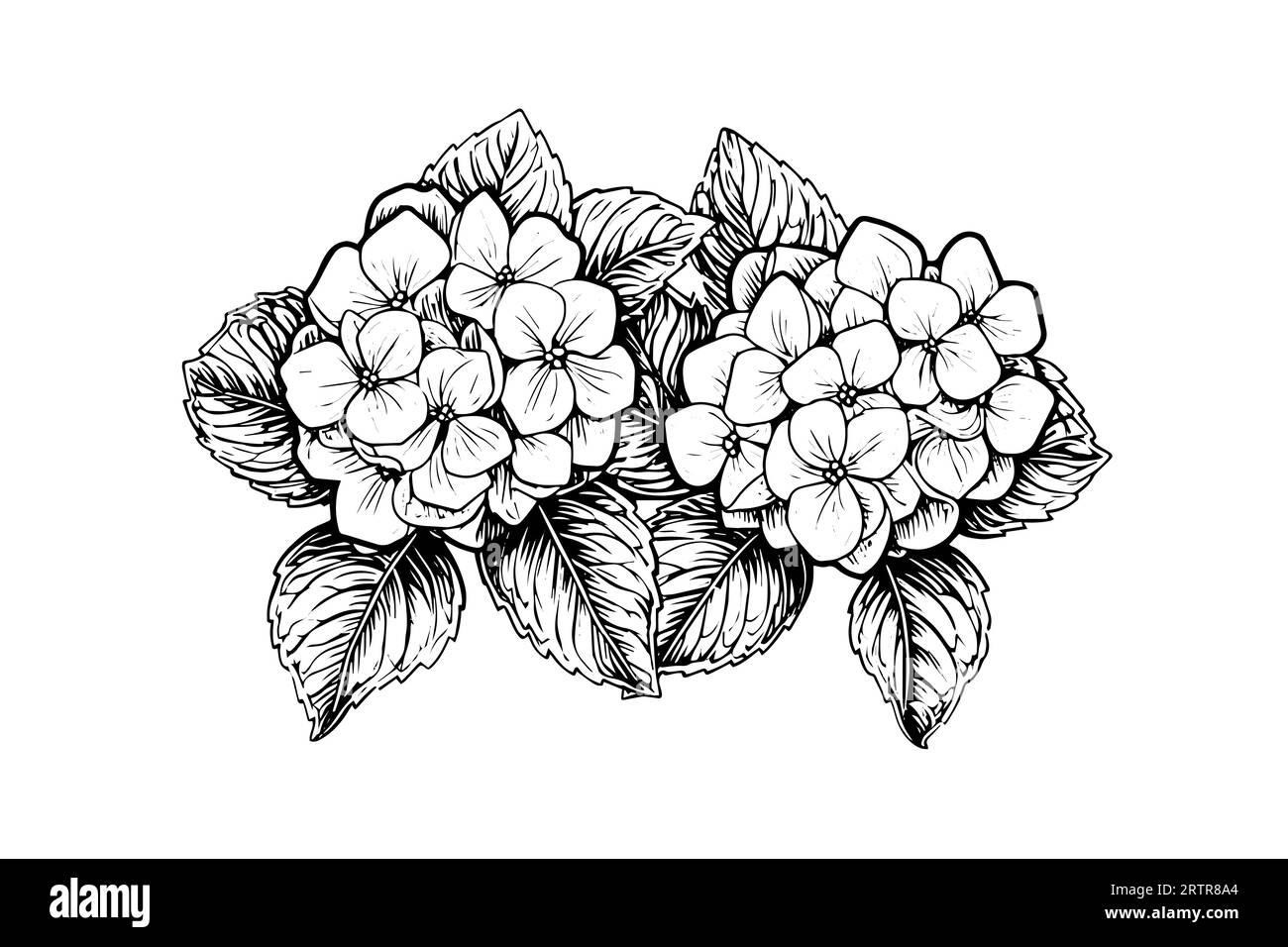 Fleurs d'hortensia dessinées à l'encre à la main. Illustration vectorielle dans le style de gravure. Illustration de Vecteur