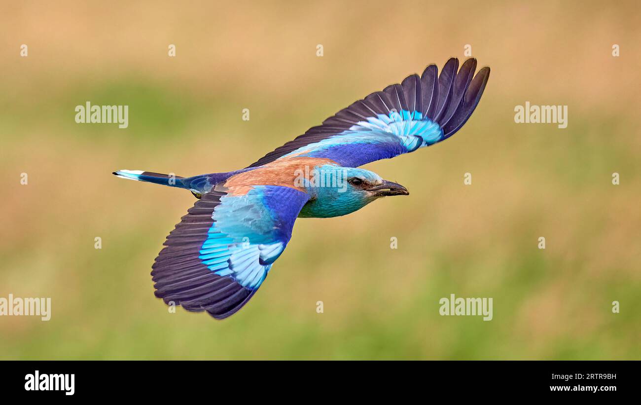 Rouleau bleu, (Coracias garrulus) avec des proies dans son bec en vol. Rouleau européen (Coracias garrulus) en habitat naturel Banque D'Images