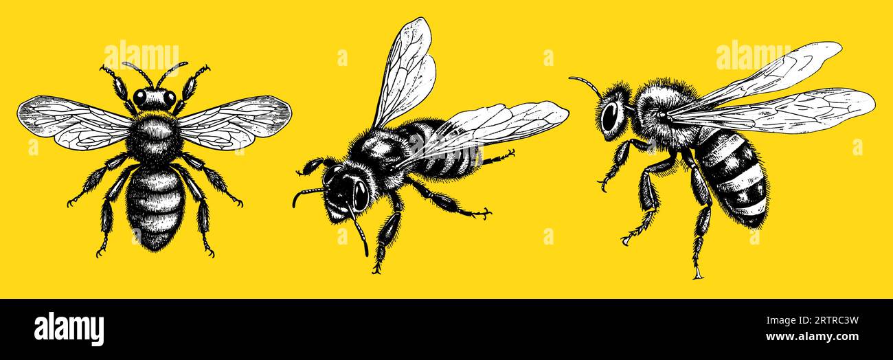 Vector Set gravure dessin à la main illustration de paquet d'abeille de miel sur fond jaune. Illustration de Vecteur