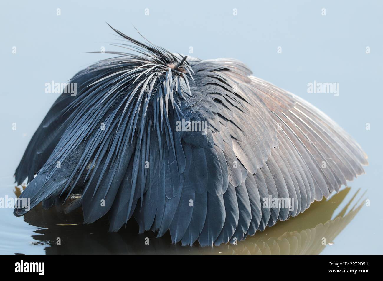 Héron noir ou Agret (Egret ardesiaca) chasse à l'aide d'une canopée ou d'un parapluie Banque D'Images