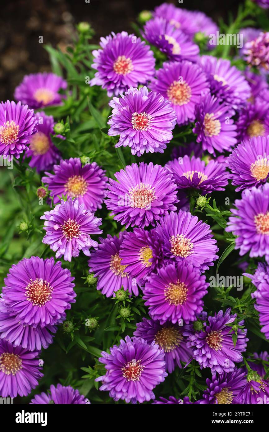 Fond avec asters violets. Marguerites roses. Aster alpinus, pérenne. Fond floral. Fleurs violettes Michaelmas Daisy (Aster Amellus). Aster d'automne, Banque D'Images