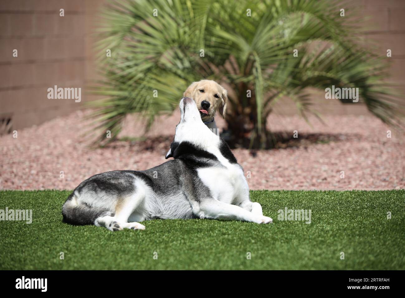 Chiens ludiques couchés sur de l'herbe Banque D'Images