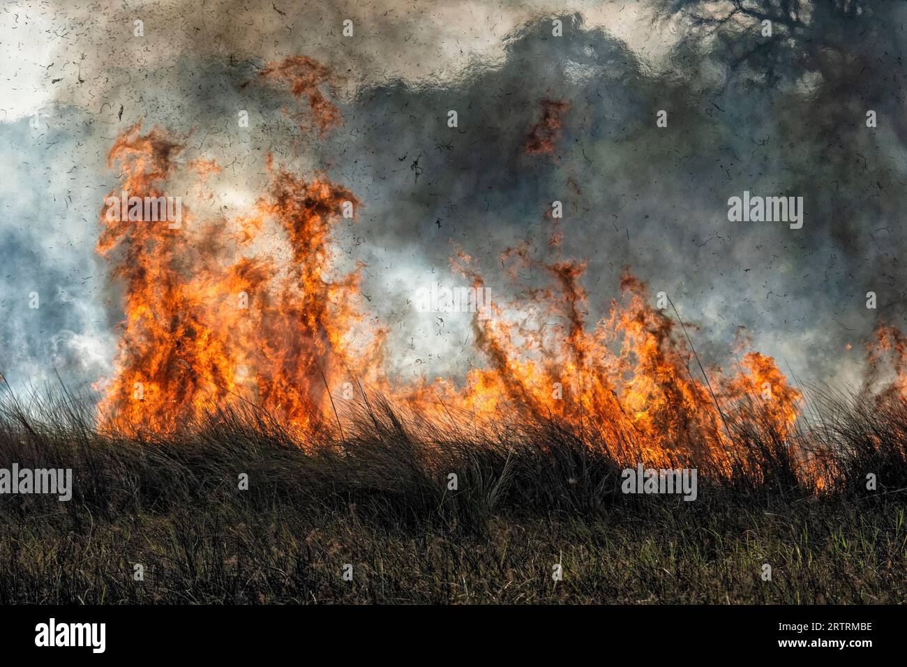 Feu de brousse dans la savane africaine, Botswana Banque D'Images