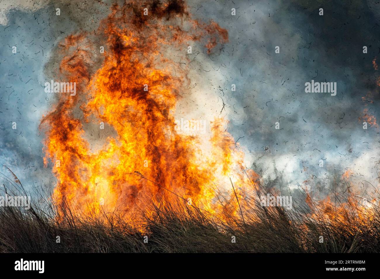 Feu de brousse dans la savane africaine, Botswana Banque D'Images