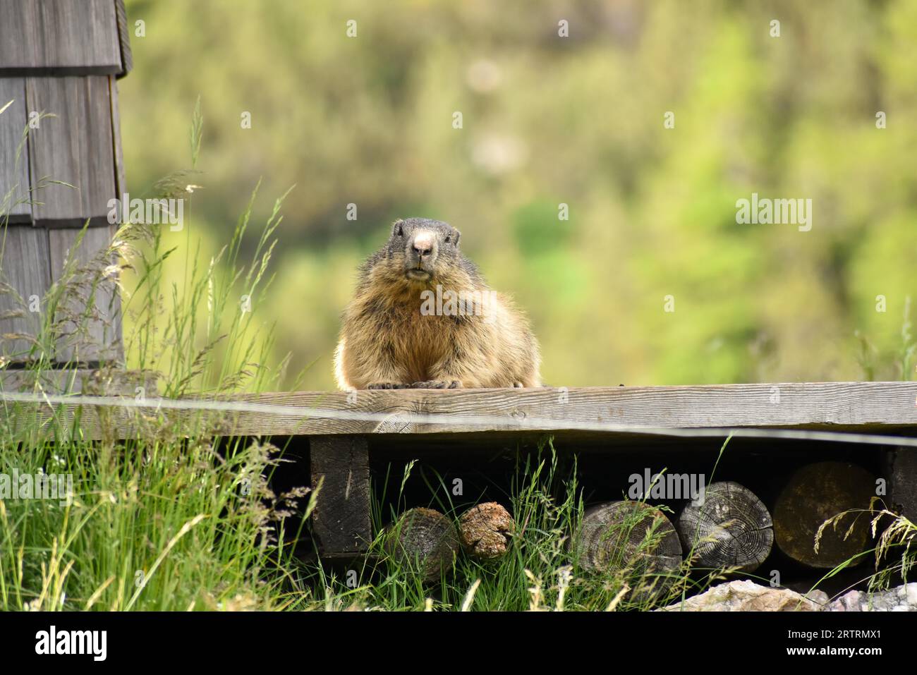 Marmot (Marmota marmota) dans la nature sur le cavalier Alm où il vit sous les cabanes de montagne, Parc National de Berchtesgaden, Bavière, Allemagne Banque D'Images