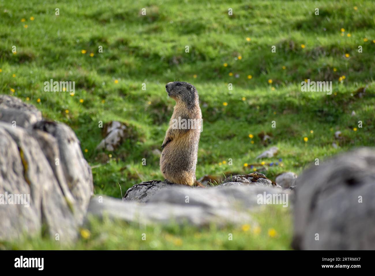 Marmot (Marmota marmota) dans la nature sur le cavalier Alm, Parc National de Berchtesgaden, Bavière, Allemagne Banque D'Images