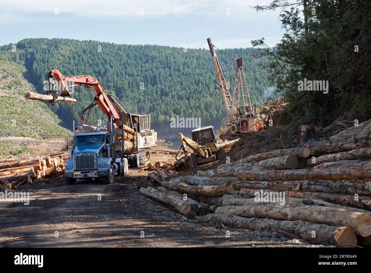 Chargeuse à flèche à grumes, dépose de grumes de Douglas côtier récoltées « Pseudotsuga menziesii » sur le camion forestier kW, yardeuse à grumes en plomb élevée en fonctionnement. Banque D'Images